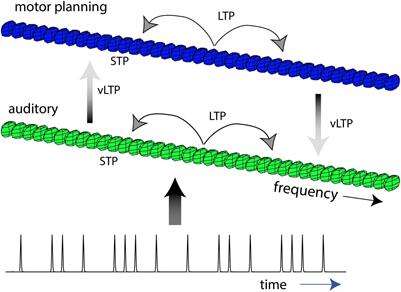 A Dynamical, Radically Embodied, and Ecological Theory of Rhythm Development